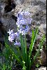 <em>Hyacinthus orientalis</em>
